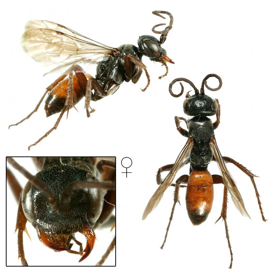 hrabalka bledokřídlá