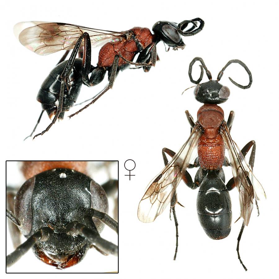 hrabalka mřížkovaná