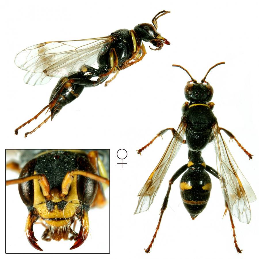 zebřík dvojměsíčný