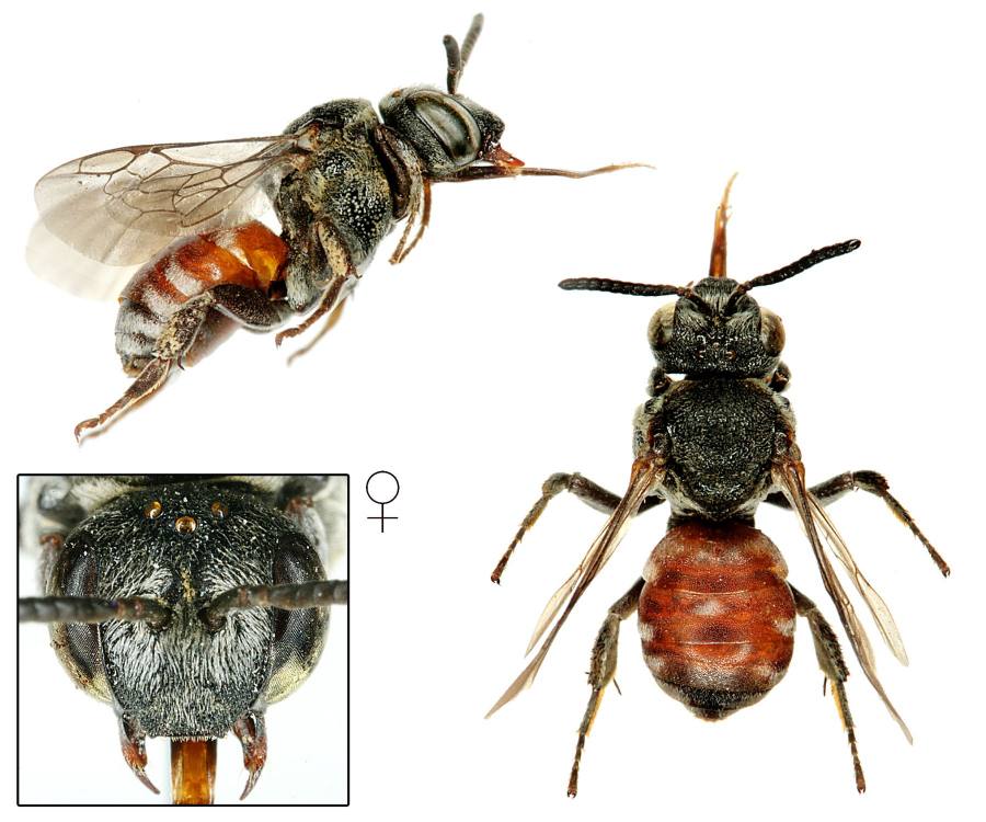 krátkorožka tečkovaná