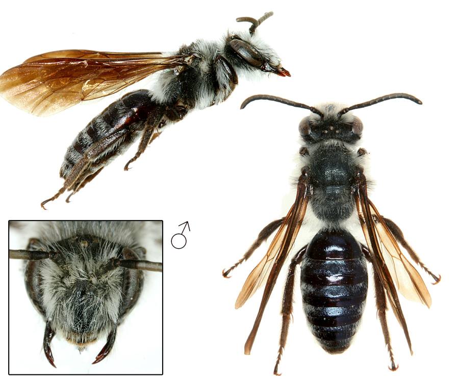 pískorypka modrolesklá