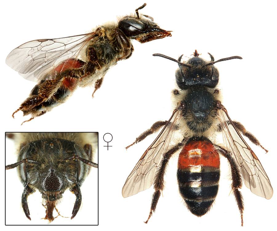 pískorypka posedová