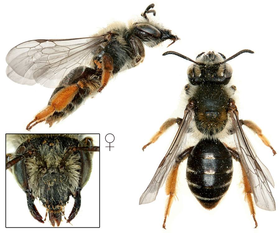 pískorypka hrachorová