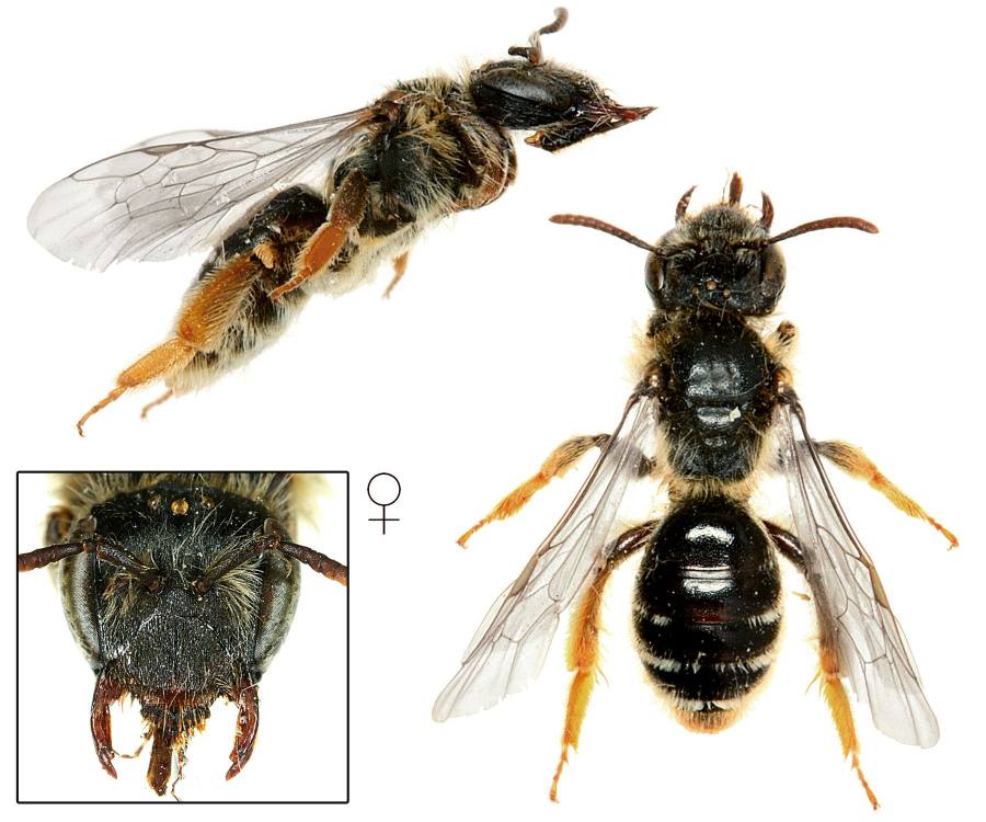 pískorypka trýzelová