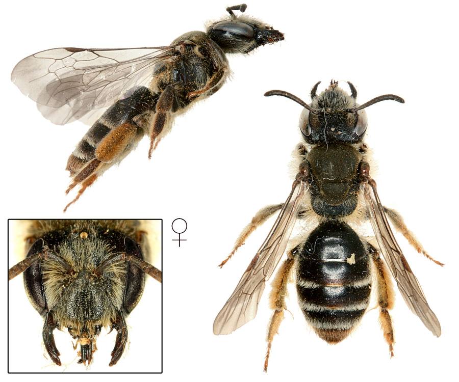 pískorypka zvonková