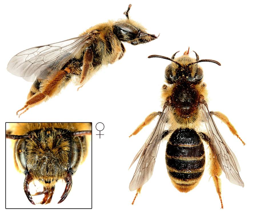 pískorypka hnědolesklá