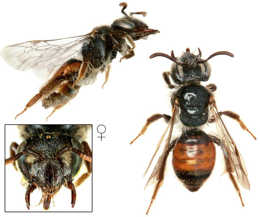 pískorypka mochnová