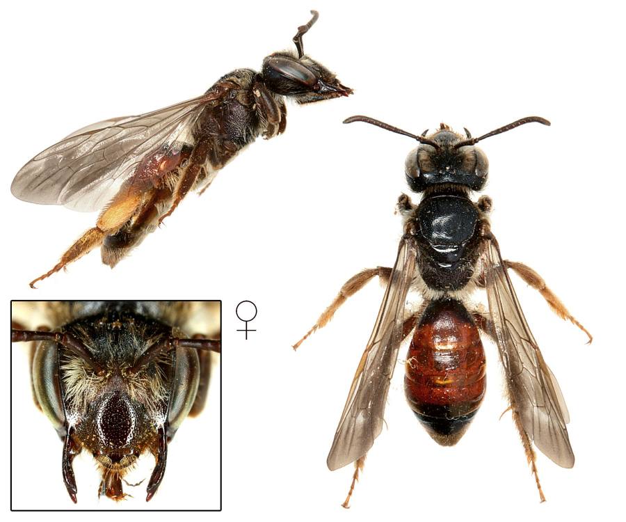 pískorypka hulevníková