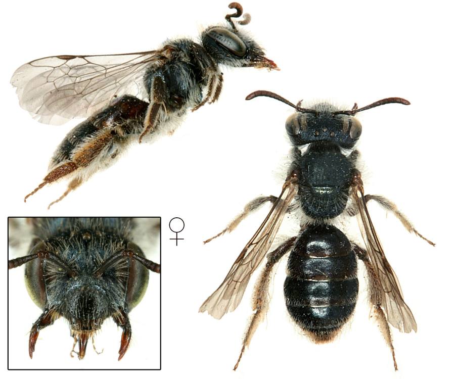 pískorypka rozrazilová