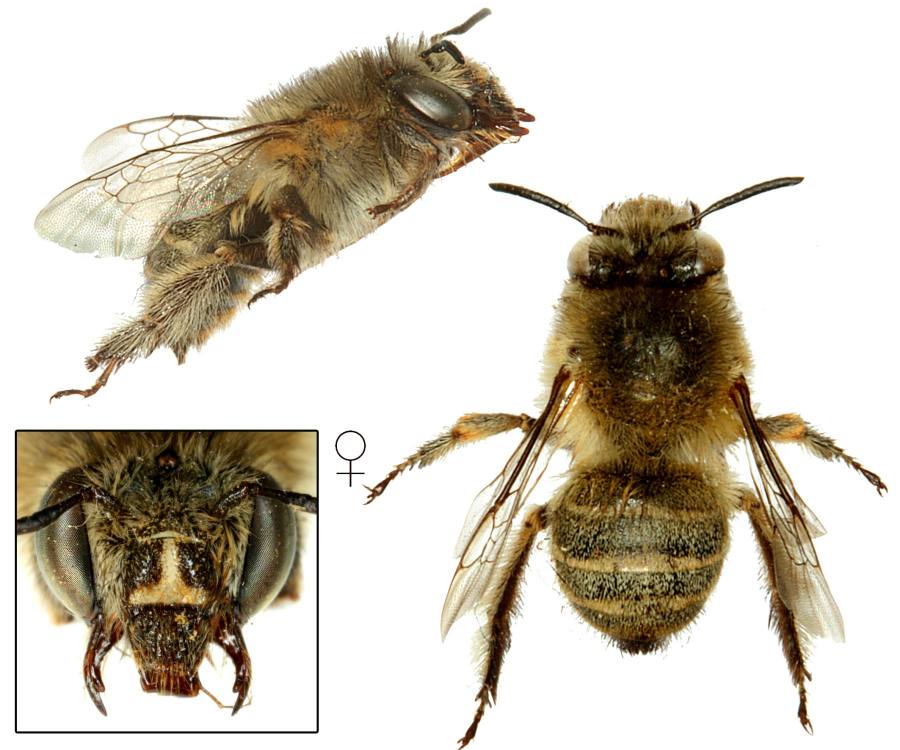 pelonoska chlupatá