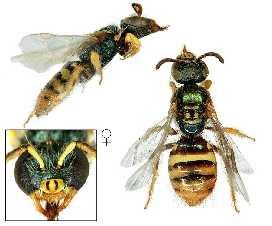 nicotěnka měnlivá