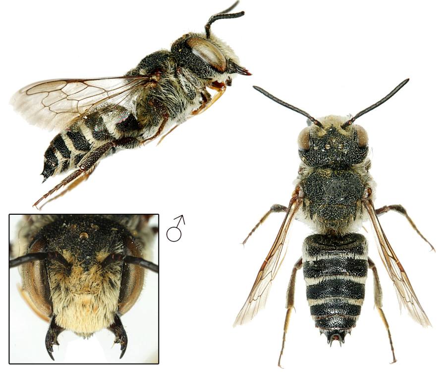 kuželitka pruhovaná