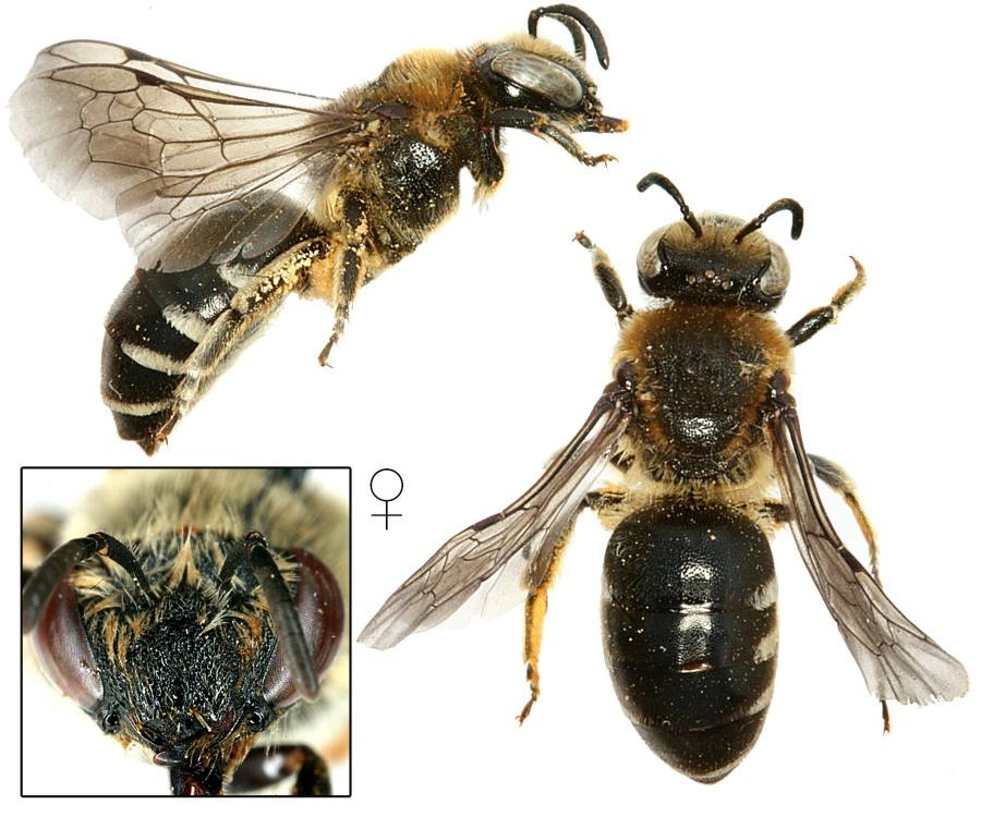 hedvábnice běloskvrnná