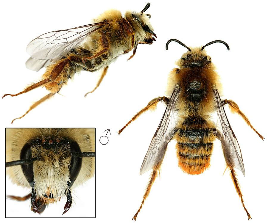 chluponožka stříbřitá