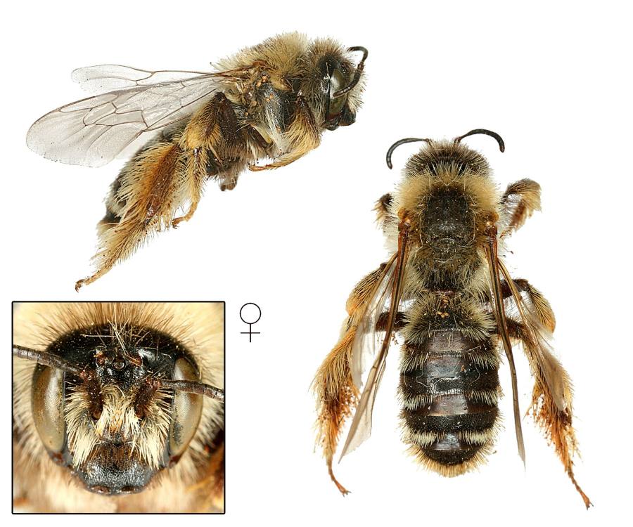 chluponožkan chrastavcová