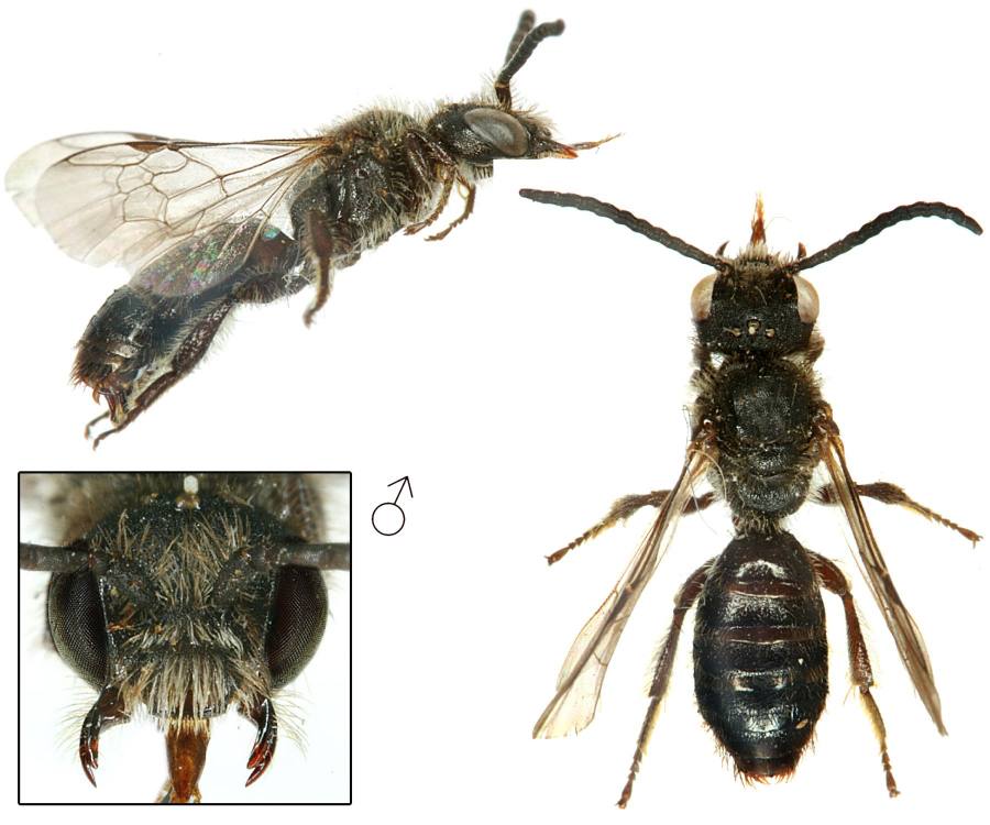 zvonkovka ostnobřichá