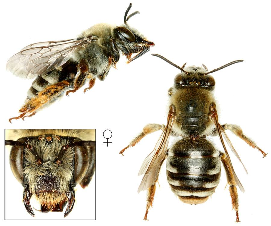 stepnice štírovníková