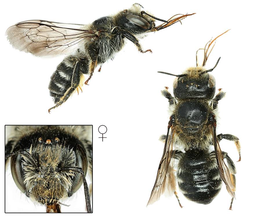 zednice ostrorohá
