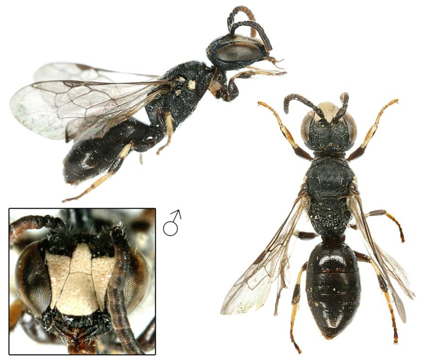 maskonoska mokřadní