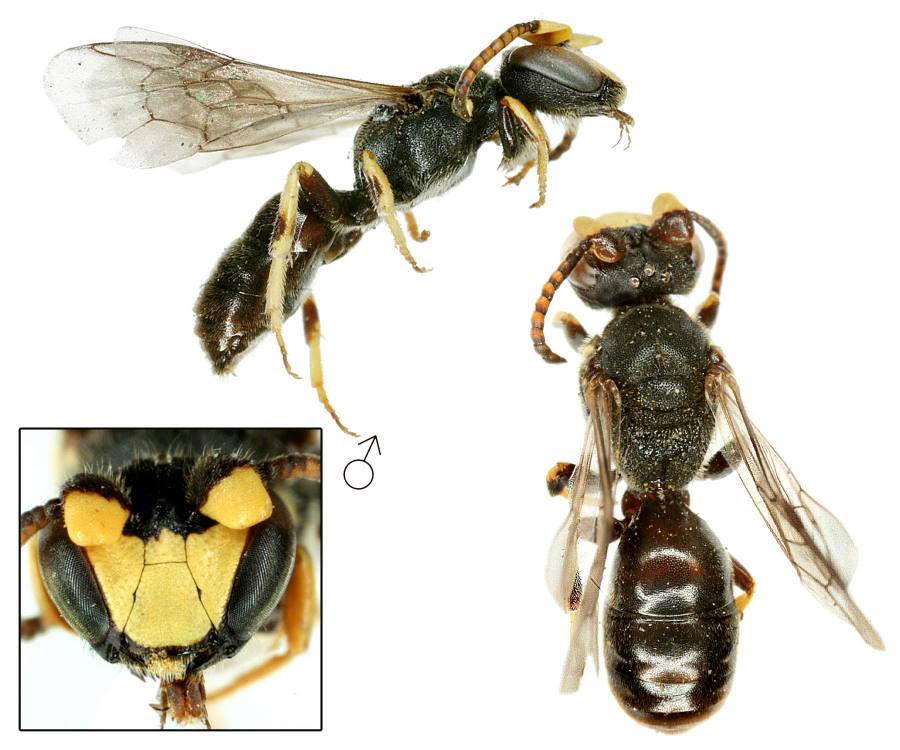 maskonoska močálová