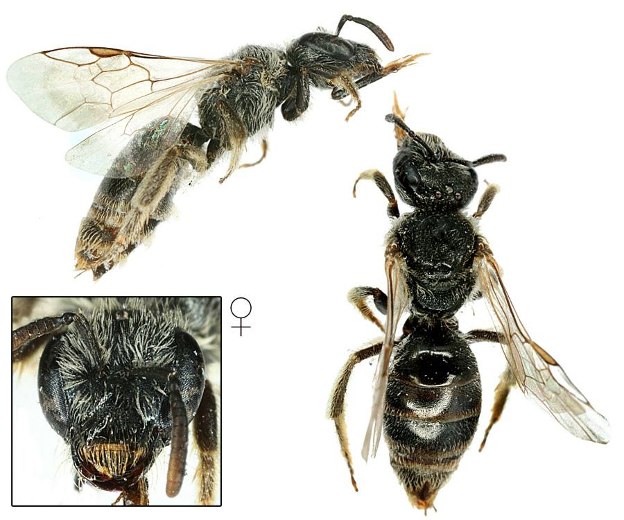 ploskočelka krátkorohá