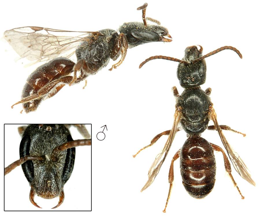 ploskočelka nosatá