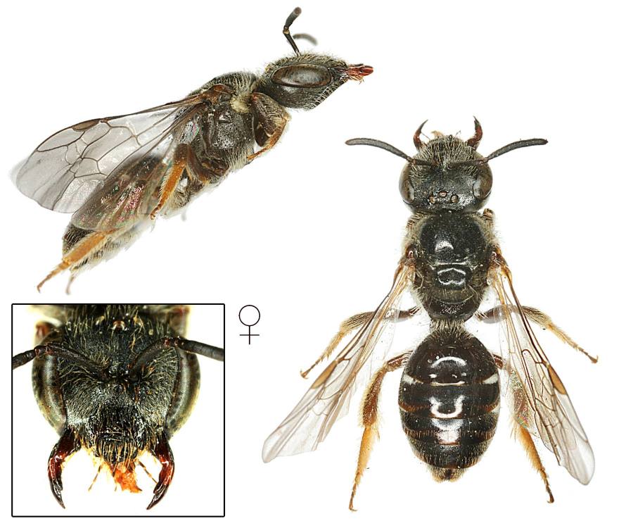 ploskočelka znamenaná