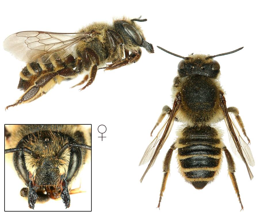 čalounice páskovaná