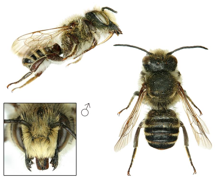 čalounice běloskvrnná