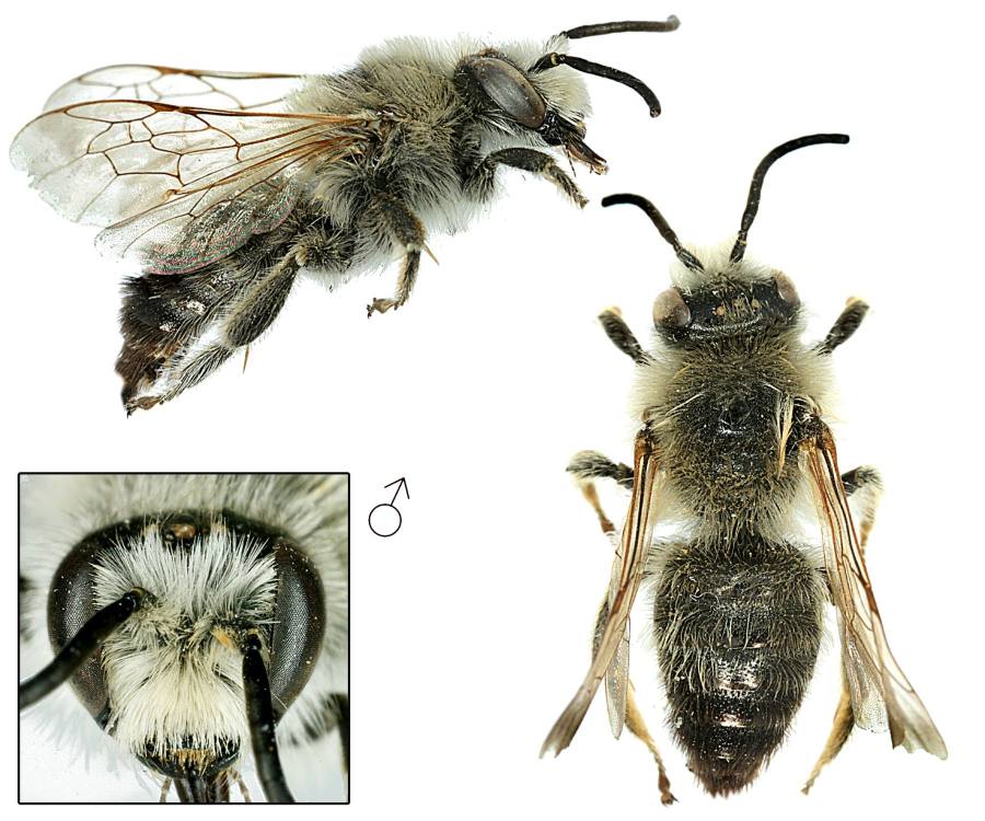 pilorožka vičencová