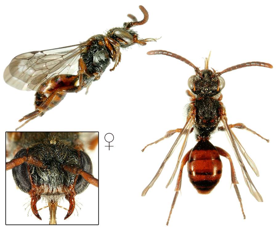 nomáda černohřbetá