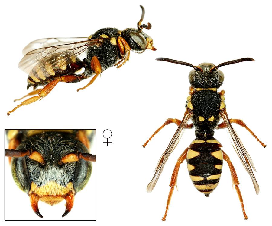 nomáda žlutoskvrnná