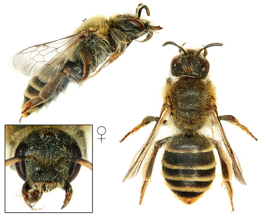 trnočelka čistcová