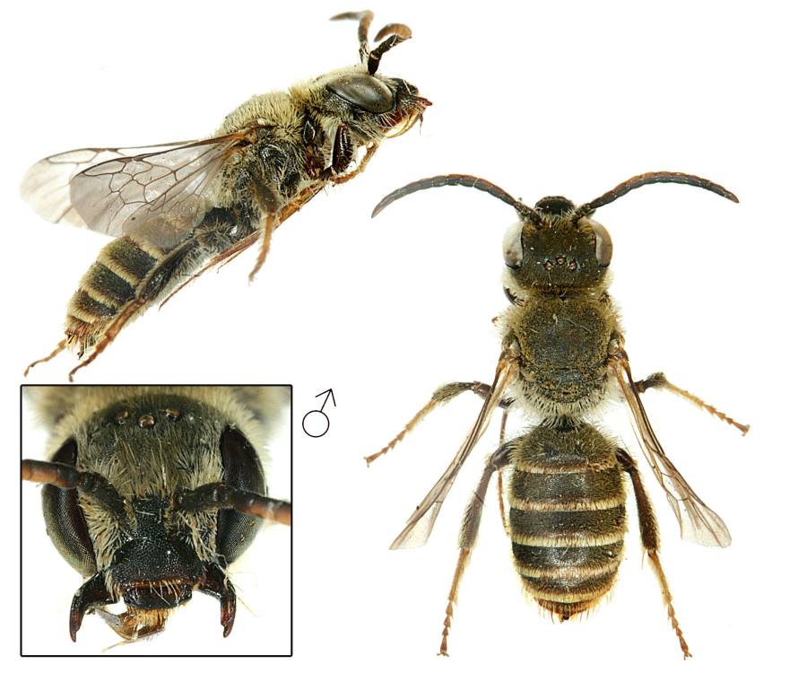 trnočelka šestitrnná