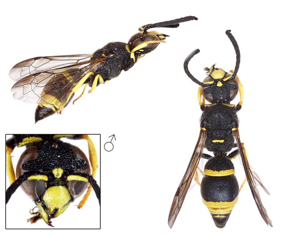 hrnčířka štíhlá