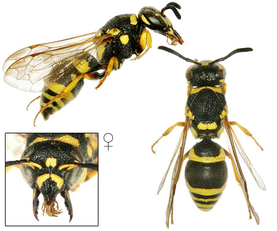 hrnčířka trnoštítá