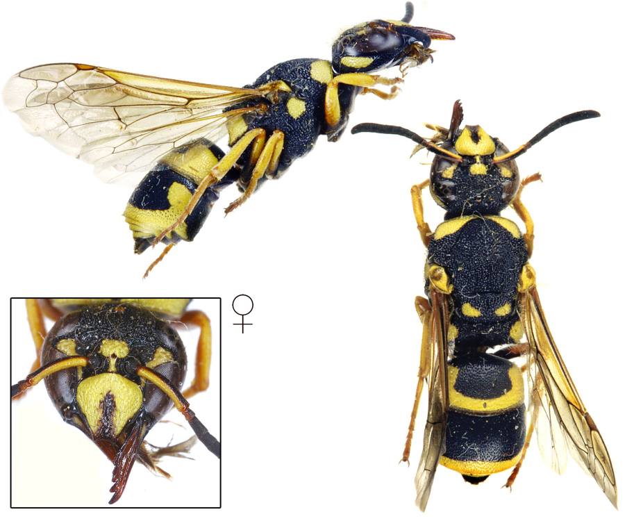 hrnčířka žlutavá