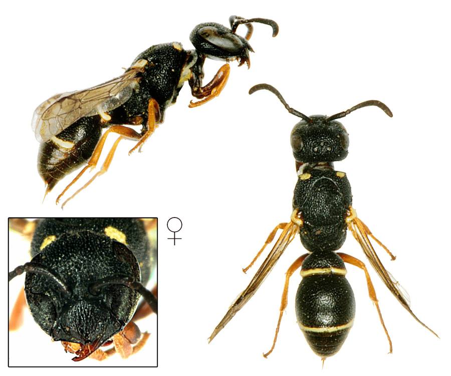 hrnčířka ulitová