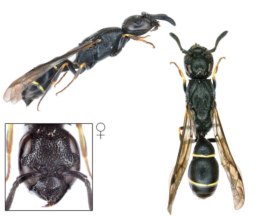 hrnčířka dlouhokrká
