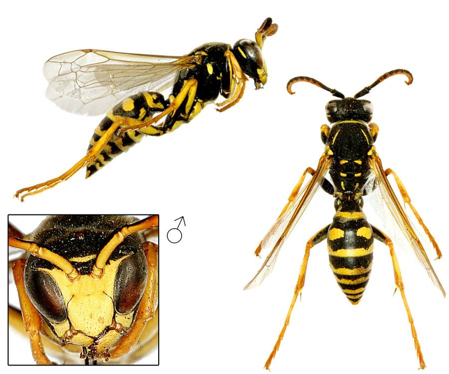 vosík žlutoskvrnný