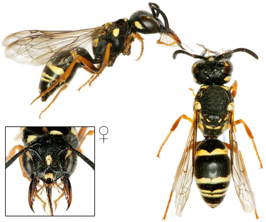 hrnčířka písčinná