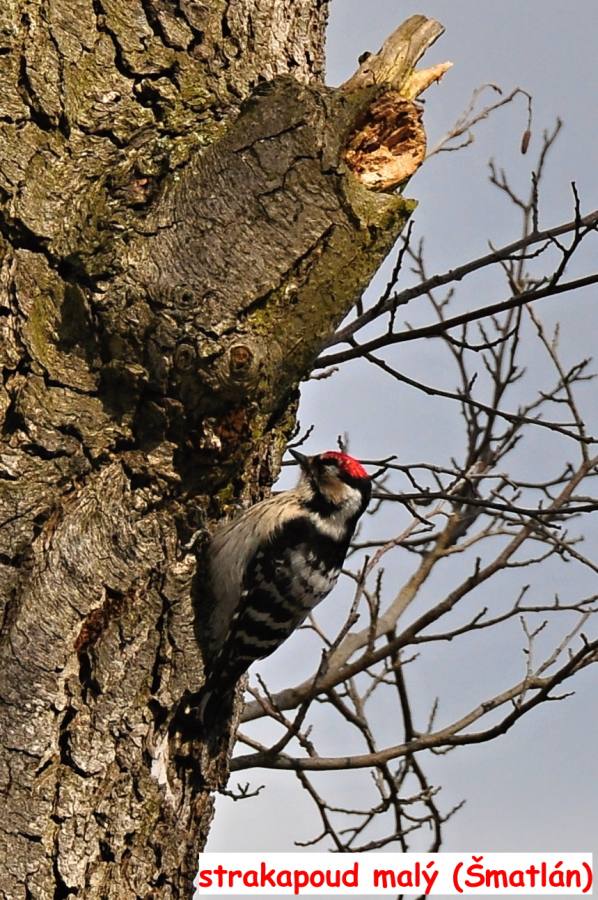 strakapoud malý