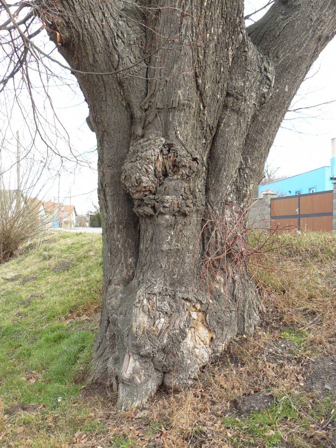 Slovanská lípa