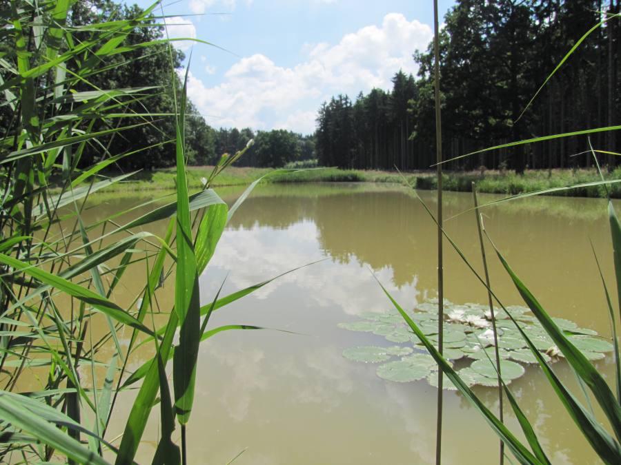 Přirozené eutrofní vodní nádrže s vegetací typu <i>Magnopotamion</i> nebo <i>Hydrocharition</i>