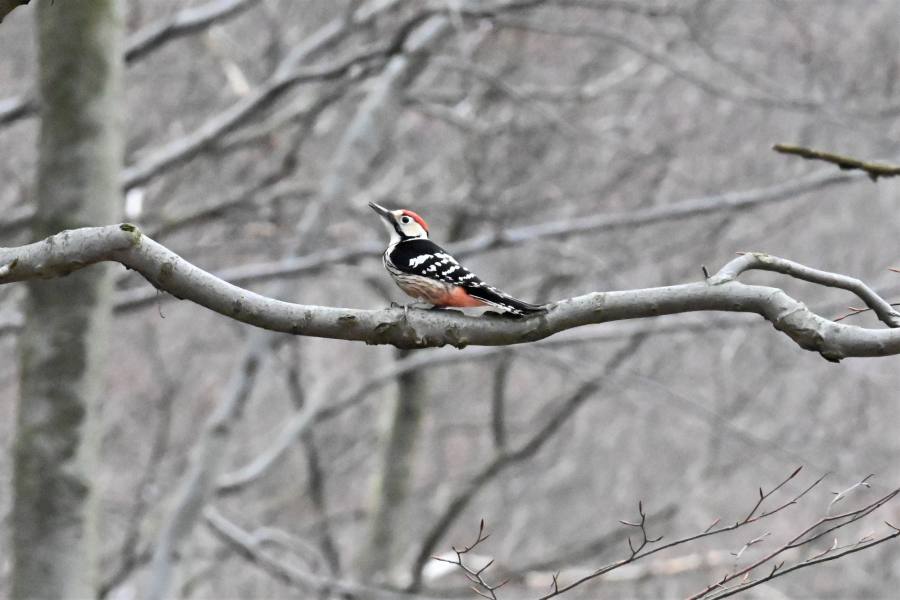 strakapoud bělohřbetý