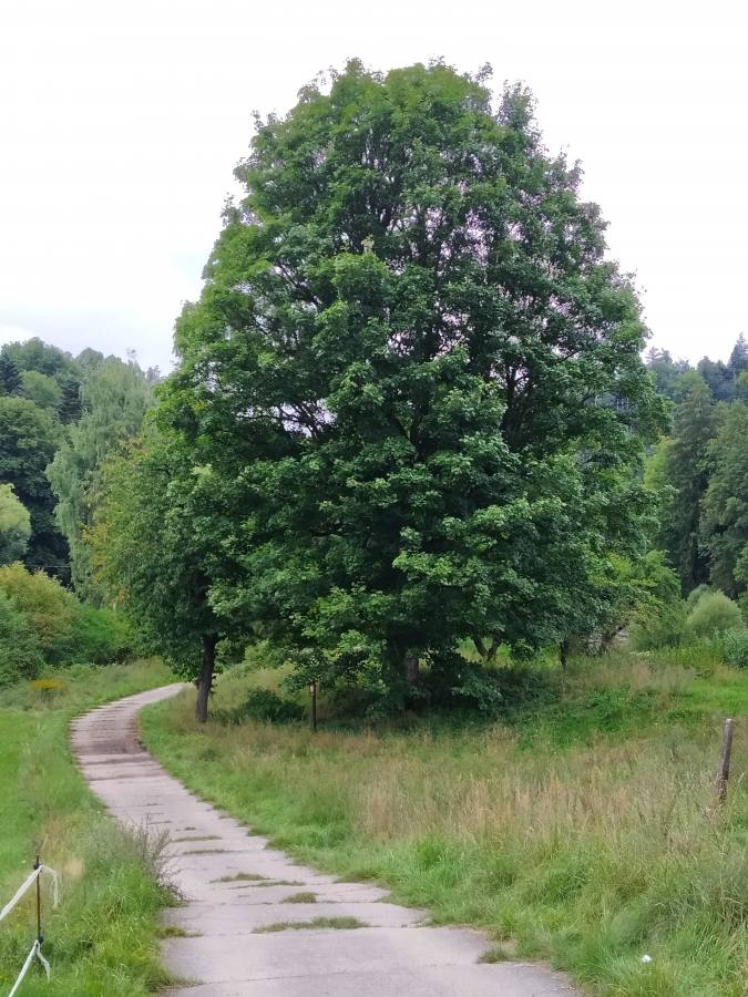 Javor klen u Podhradských