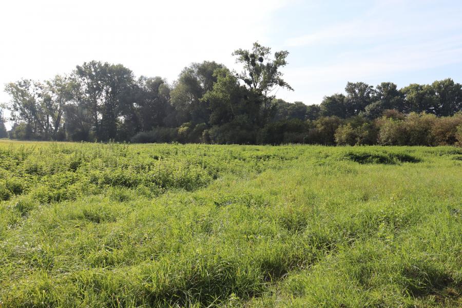 Hrdibořické rybníky