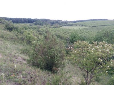 Širokolisté suché trávníky, porosty bez význačného výskytu vstavačovitých a s jalovcem obecným (Juniperus communis)
