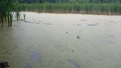 Makrofytní vegetace přirozeně eutrofních a mezotrofních stojatých vod, porosty bez ochranářsky významných vodních makrofytů