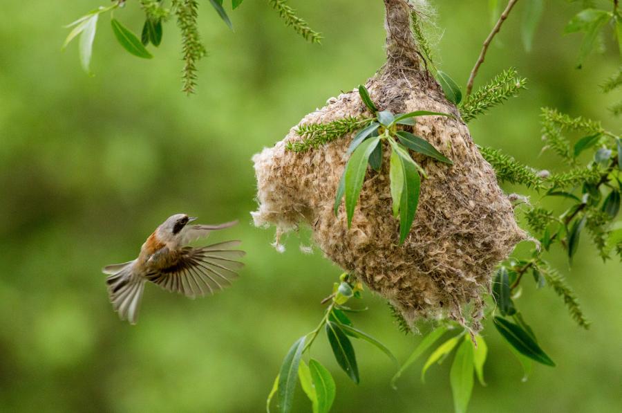 moudivláček lužní